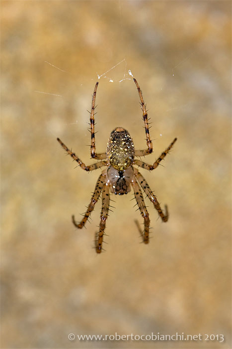 Metellina merianae - Castel San Pietro Terme (BO)